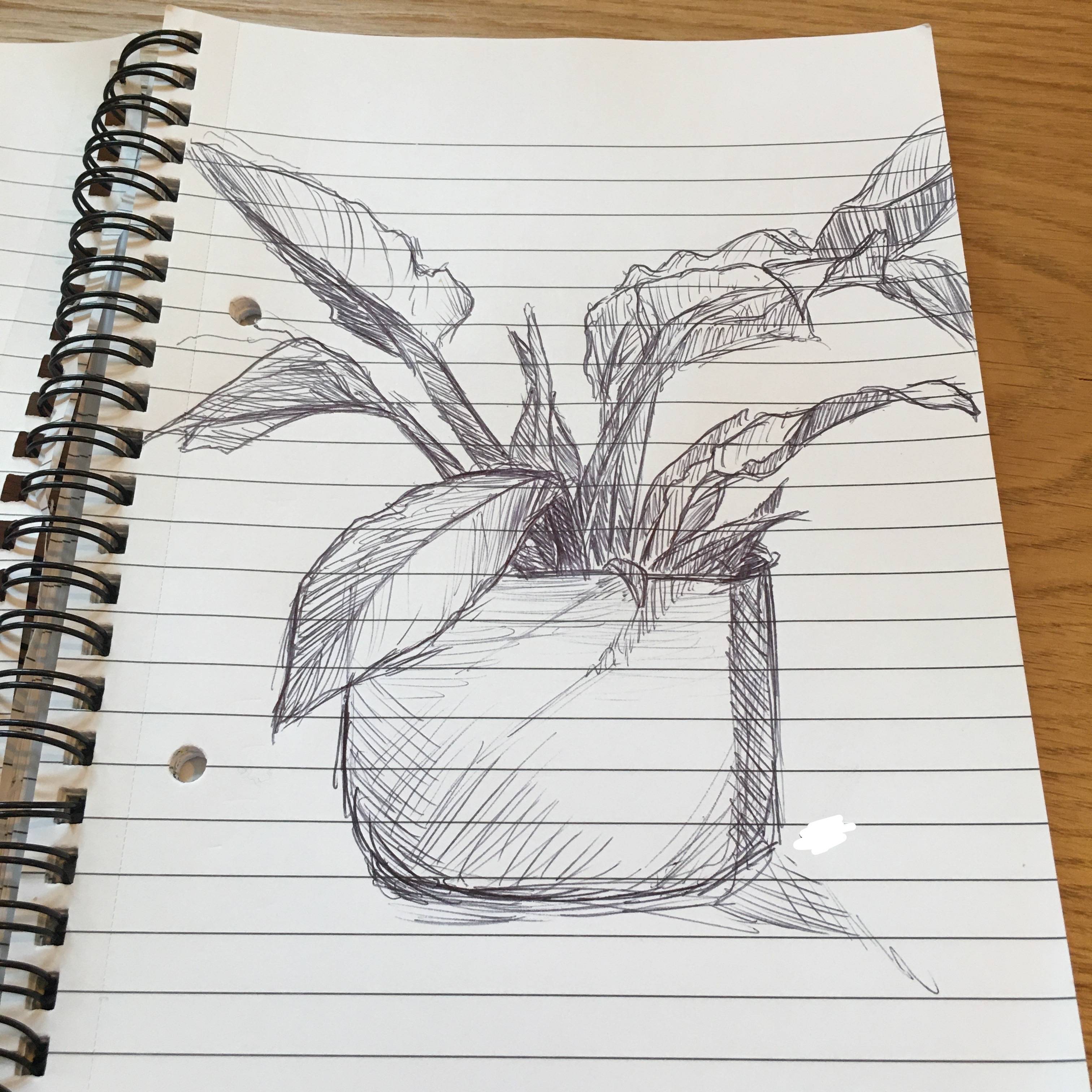 plant (study)